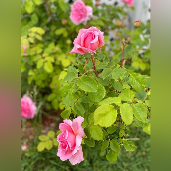 11/8 -6 am eastern Live Share Show!! - Picture 11 of 12